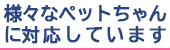 様々なペットちゃんにご対応しています